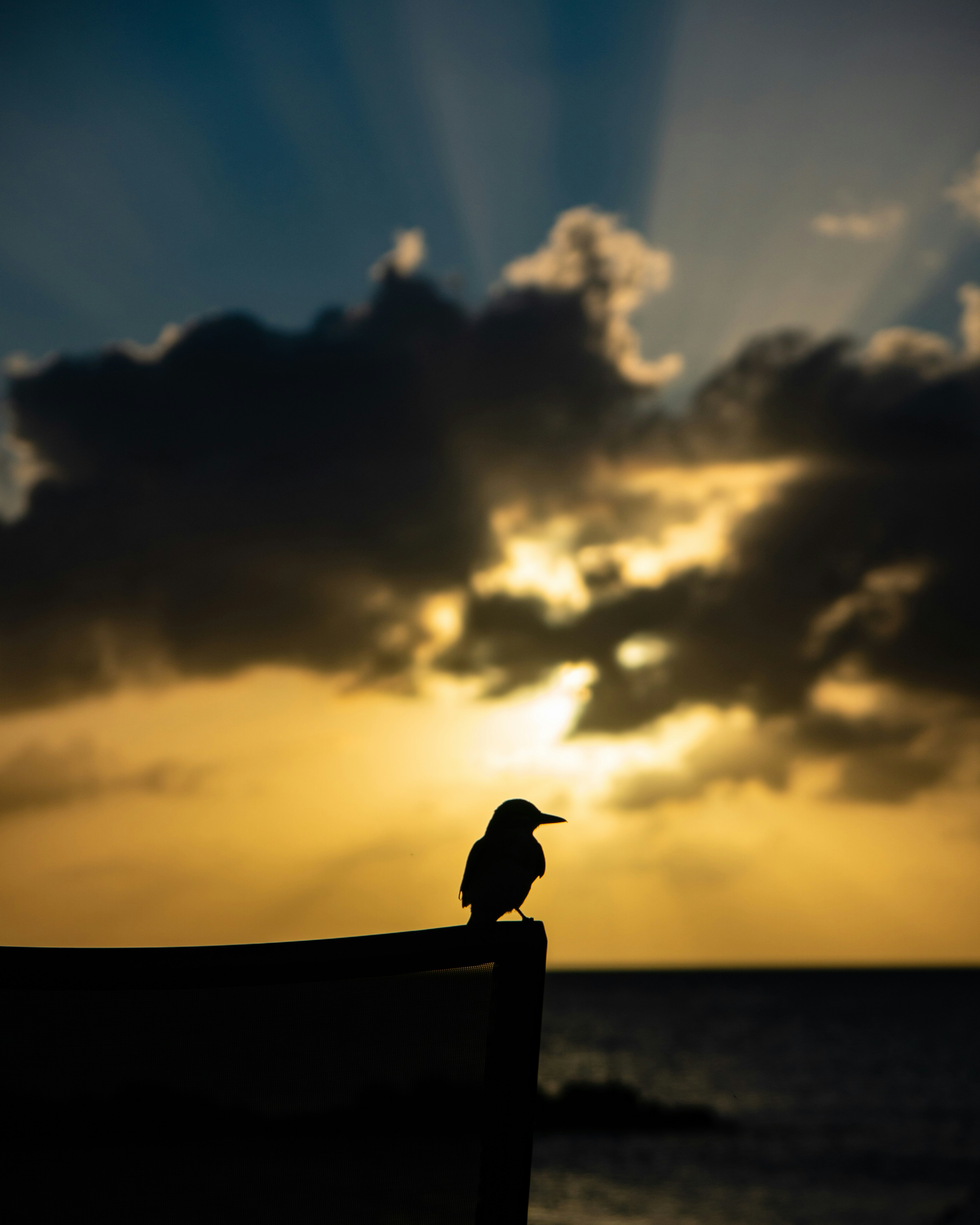 silhouette of bird during daytime